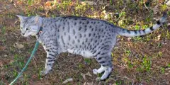 Egyptian Mau