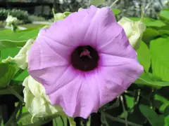 Morning Glory