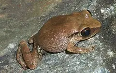 Red-eyed coquí (Eleutherodactylus antillensis)