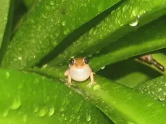 Grass coquí (Eleutherodactylus brittoni)