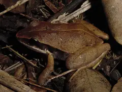 Eleutherodactylus dimidiatus