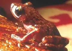 Spotted chirping frog (Eleutherodactylus guttilatus)