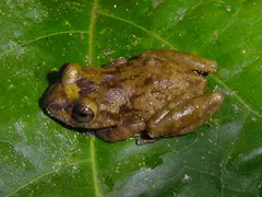 Eleutherodactylus ionthus