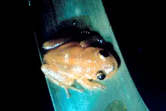Golden coquí (Eleutherodactylus jasperi)