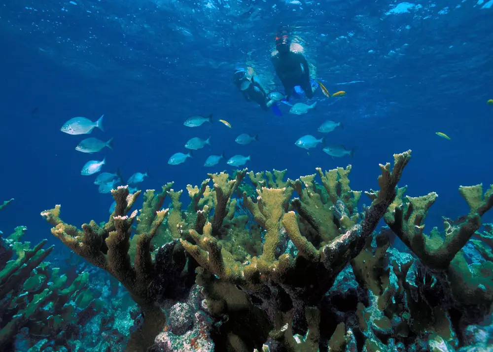 Elkhorn Coral Biscayne NP1