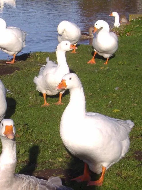 Embden Goose
