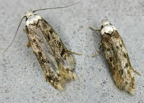 Endrosis sarcitrella01