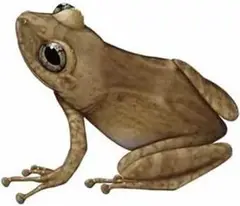 Eneida's coquí (Eleutherodactylus eneidae)
