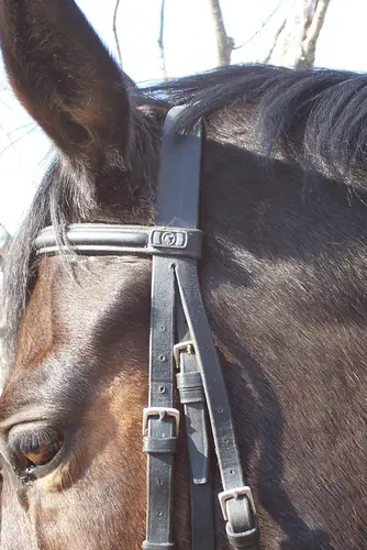 English bridle particular