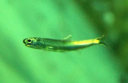 Engraulidae (Anchovies)