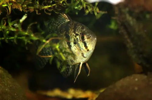 Centrarchidae (Sunfish)