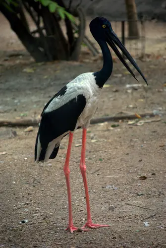 Ephippiorhynchus asiaticus -India-8