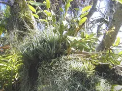 Epiphyte assemblage of orchids and bromeliads