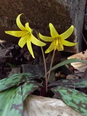 Erythronium americanum - Trout Lily