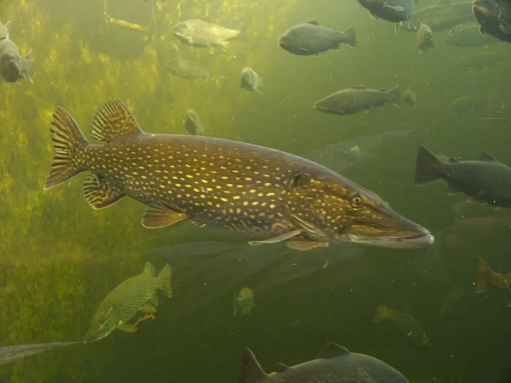 Esox lucius