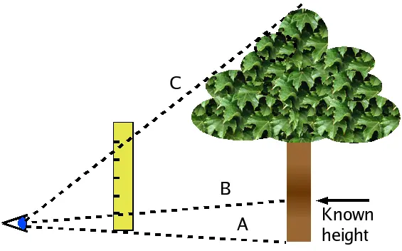 Estimating height