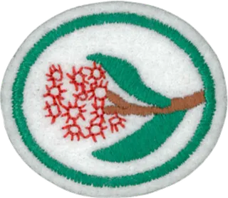 Eucalypts patch