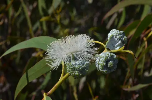 Tasmanian Flowering Blue Gum