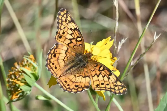 Variegated Fritillary (Euptoieta claudia)