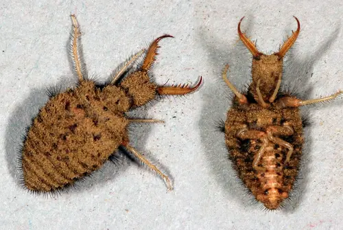 Antlion larvae