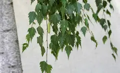 Birch
