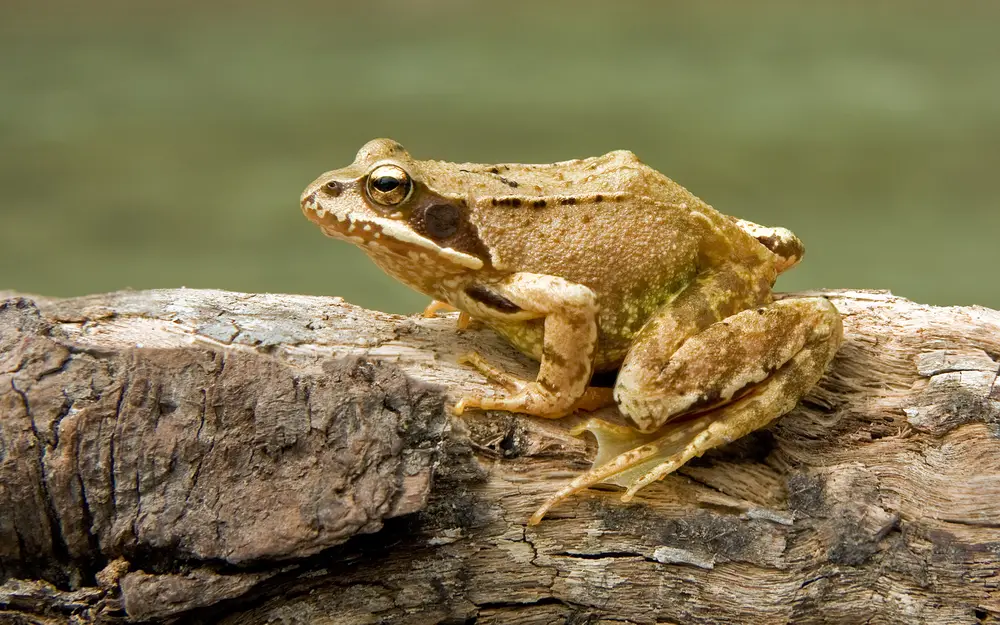 Rana temporaria