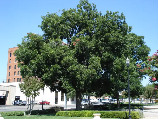 EvermanPark