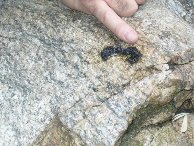 Otter scat