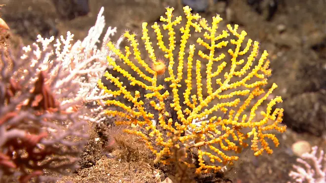 Yellow octocoral with a white stylaster coral in left background