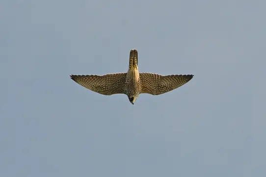 Peregrine Falcon (Falco peregrinus)