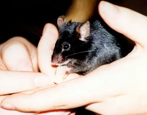 Fancy Mouse