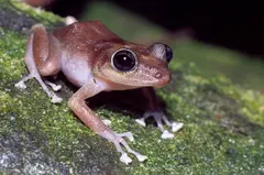 Puerto Rican rock frog, locally known as the coquí guajón (Eleutherodactylus cooki)