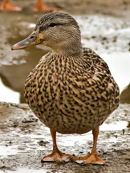 Female Mallard at Ohio River