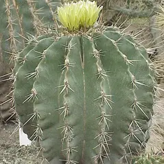 Echinocactus and Ferocactus (Barrel Cacti)