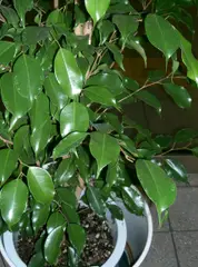 Ficus benjamina (Benjamin's Ficus)