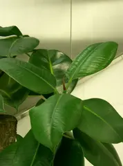 Ficus elastica (Rubber Tree)