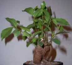 Ficus retusa (Indian Laurel Fig)