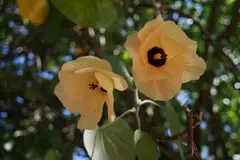 Hauwai