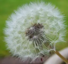 Dandelion