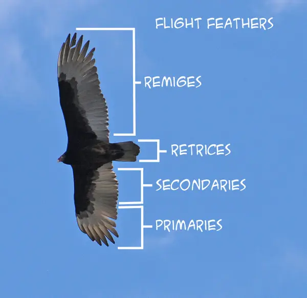 FlightFeathers