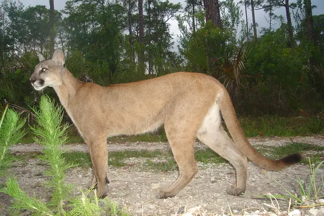 Florida panther (5164633394)