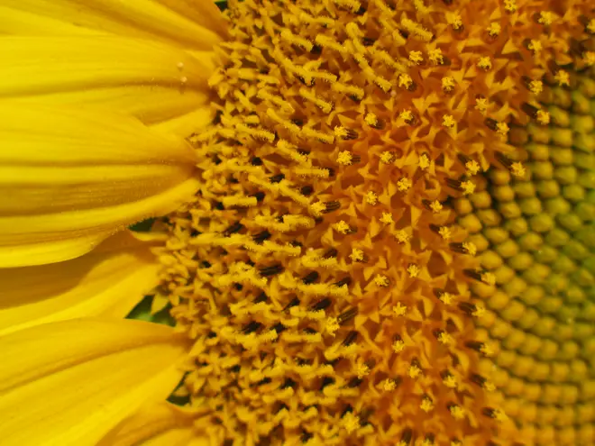 Flower head