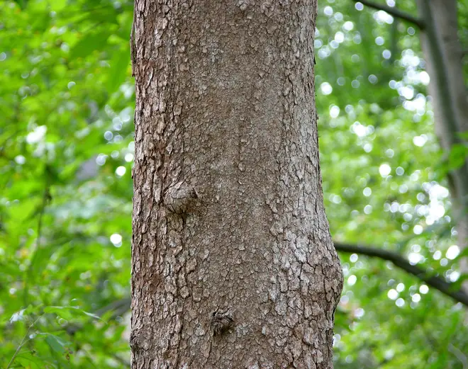 Flowering Dogwood Cornus florida Trunk Bark 3100px