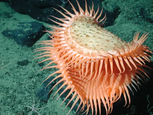 Family Hormathiidae (Fly-trap Anemone)