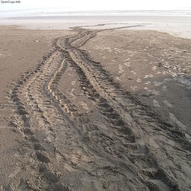 Tracks of a Loggerhead Turtle