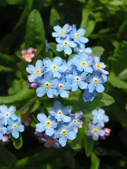 Forget Me Not