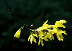 Forsythia