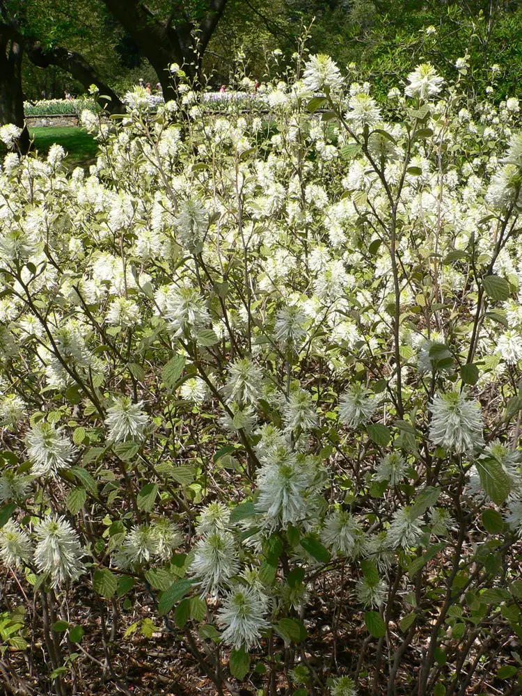 Fothergilla
