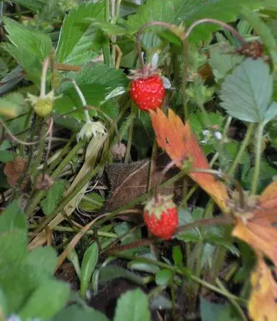 Fragaria vesca 2