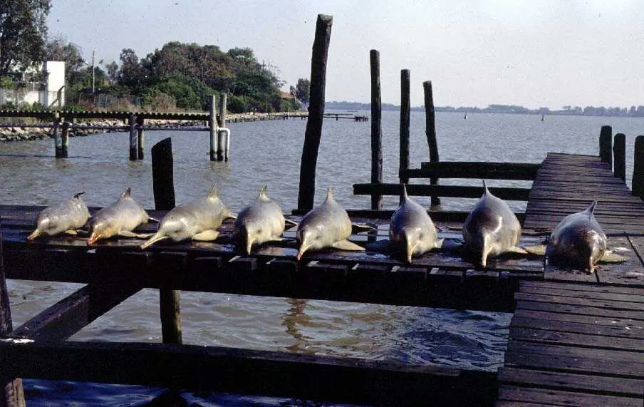 Pontoporia blainvillei